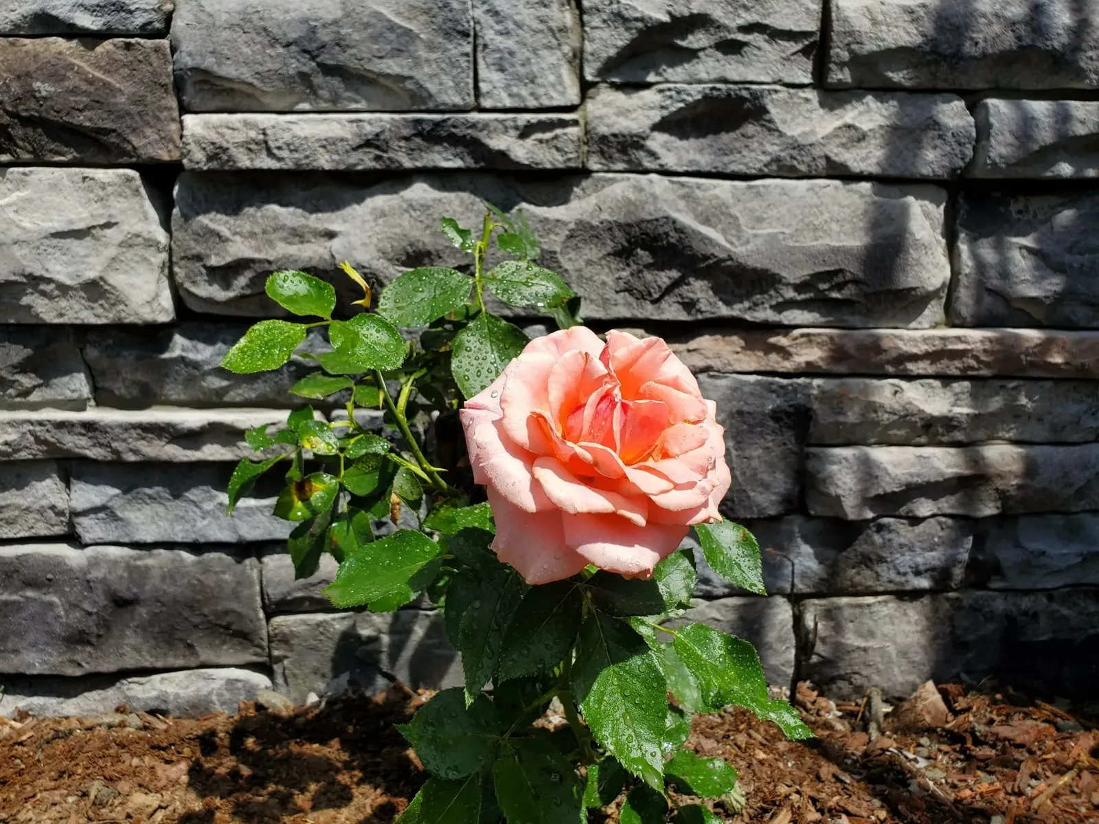 Pink rose blooming in front of a gray stacked stone wall